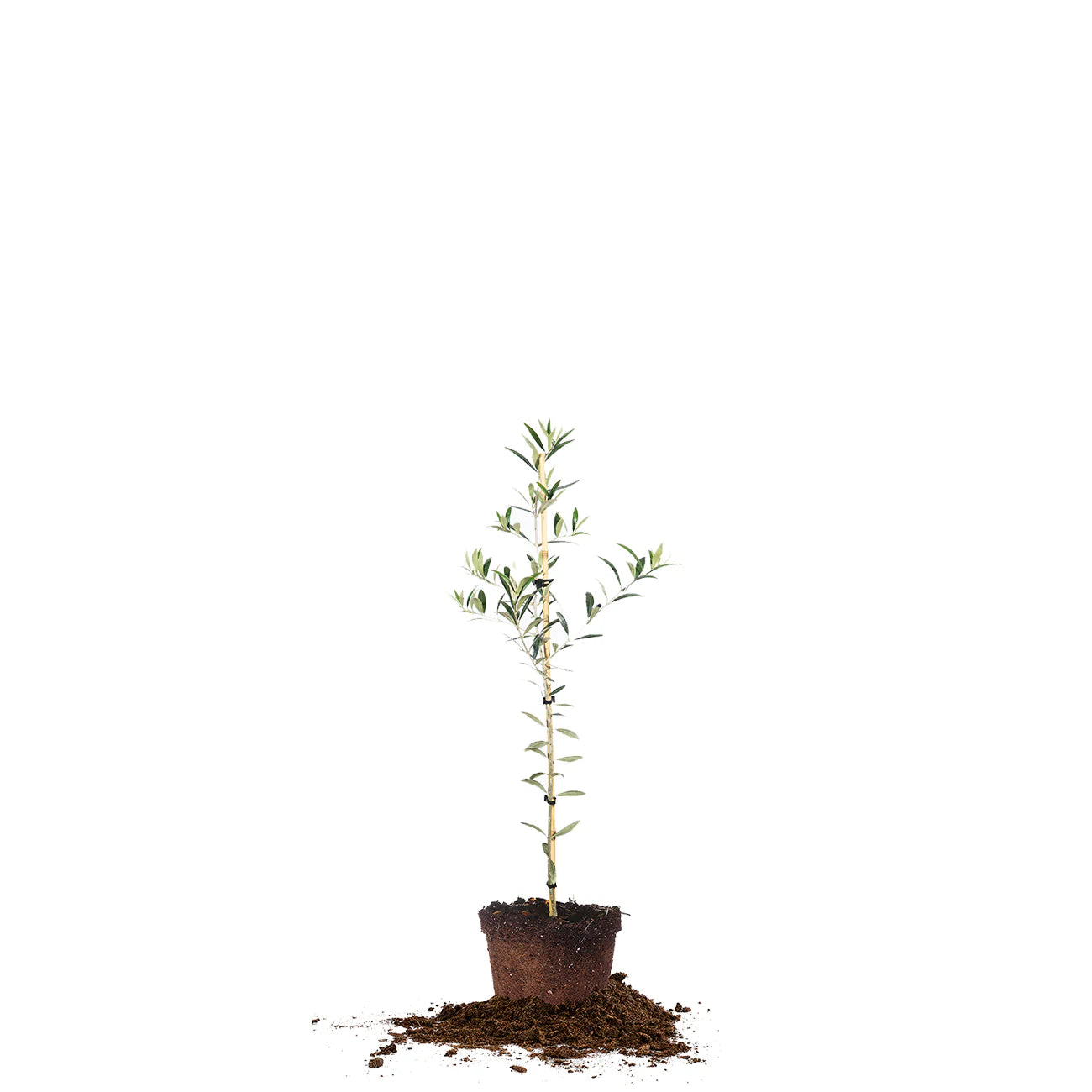 Arbequina Olive Tree