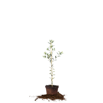 Arbequina Olive Tree