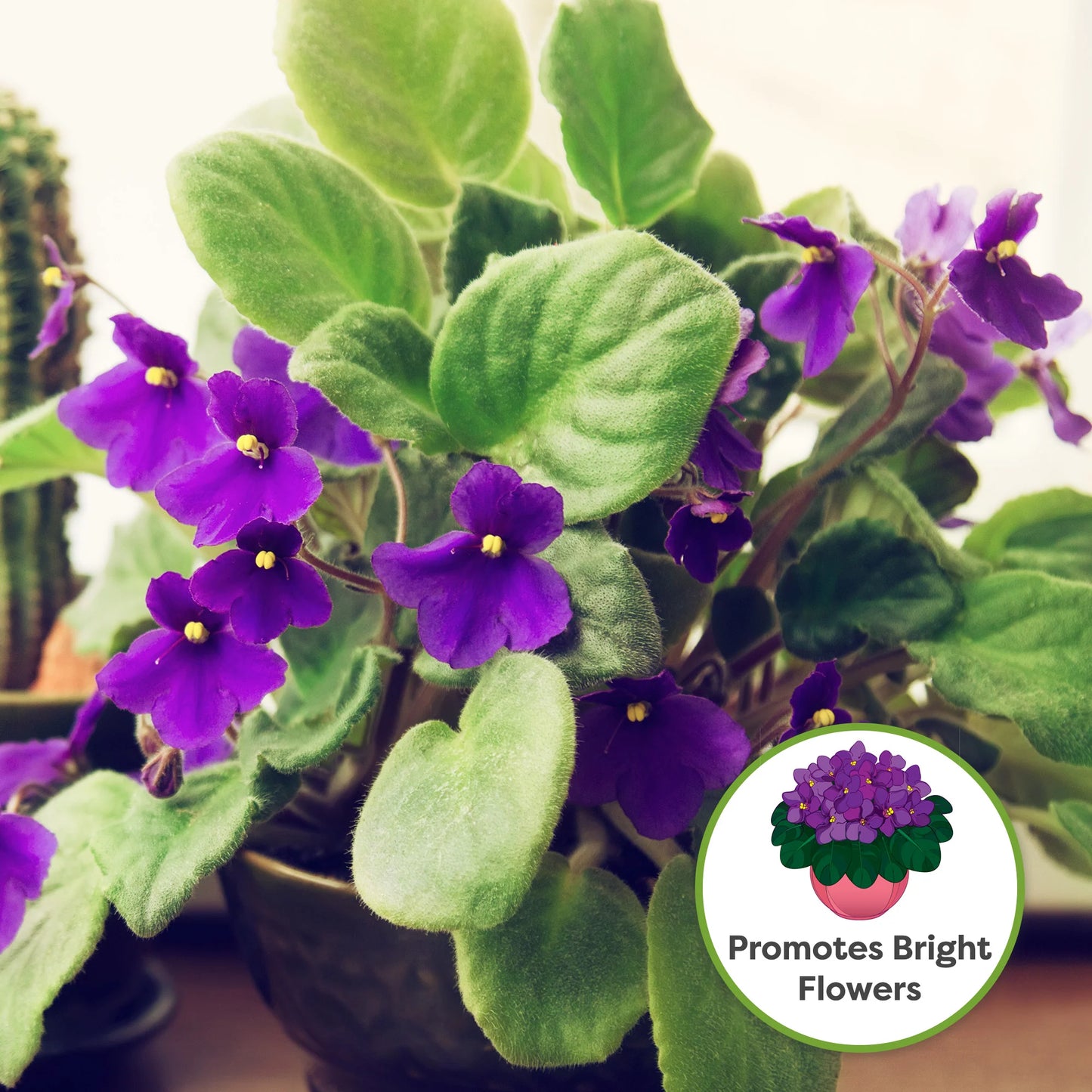 African Violet Soil