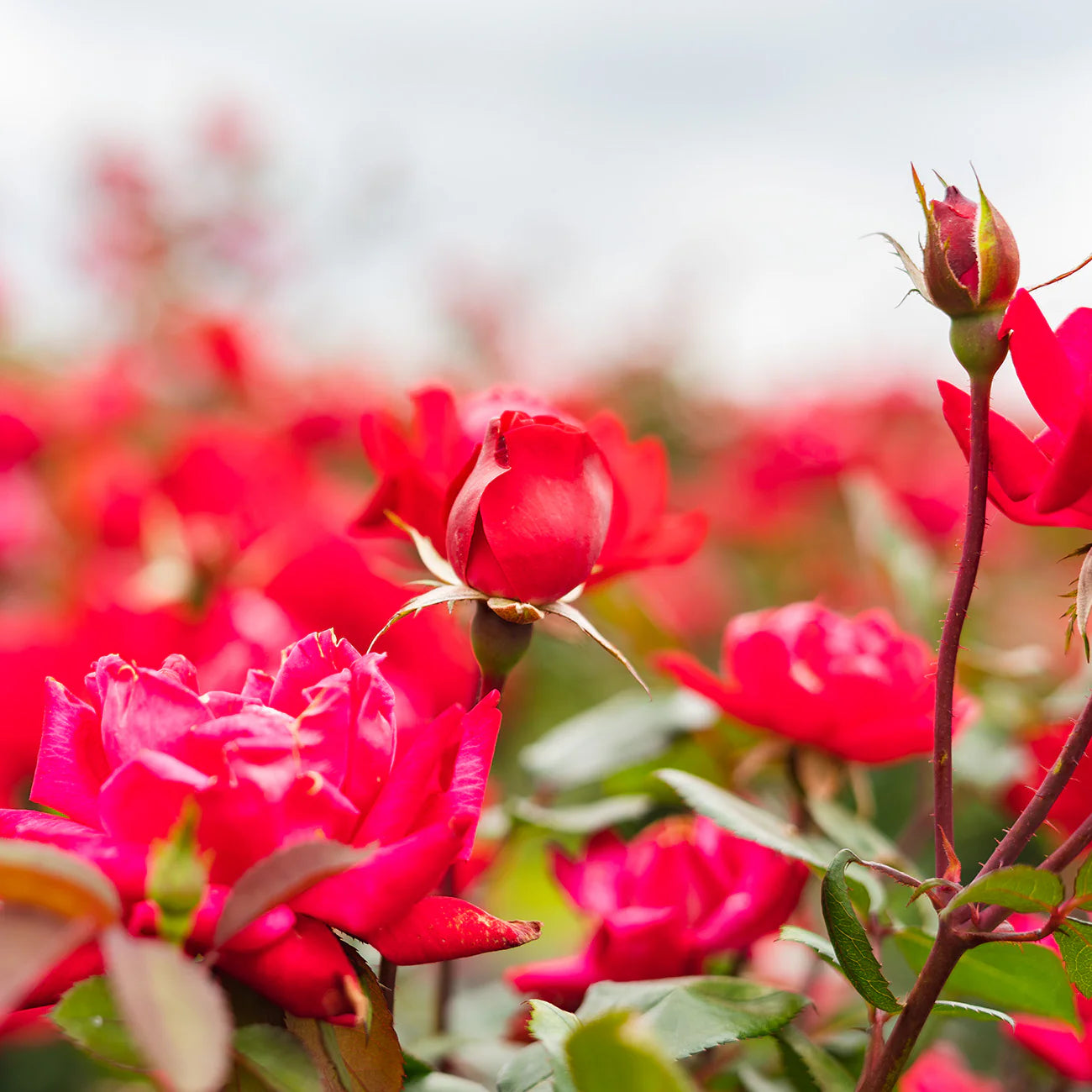 Red Double Knock Out® Rose Tree