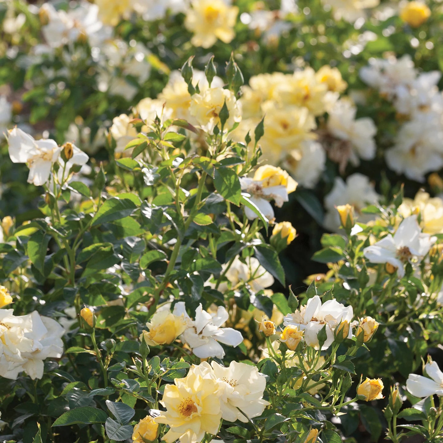 Lemon Drift® Rose Bush