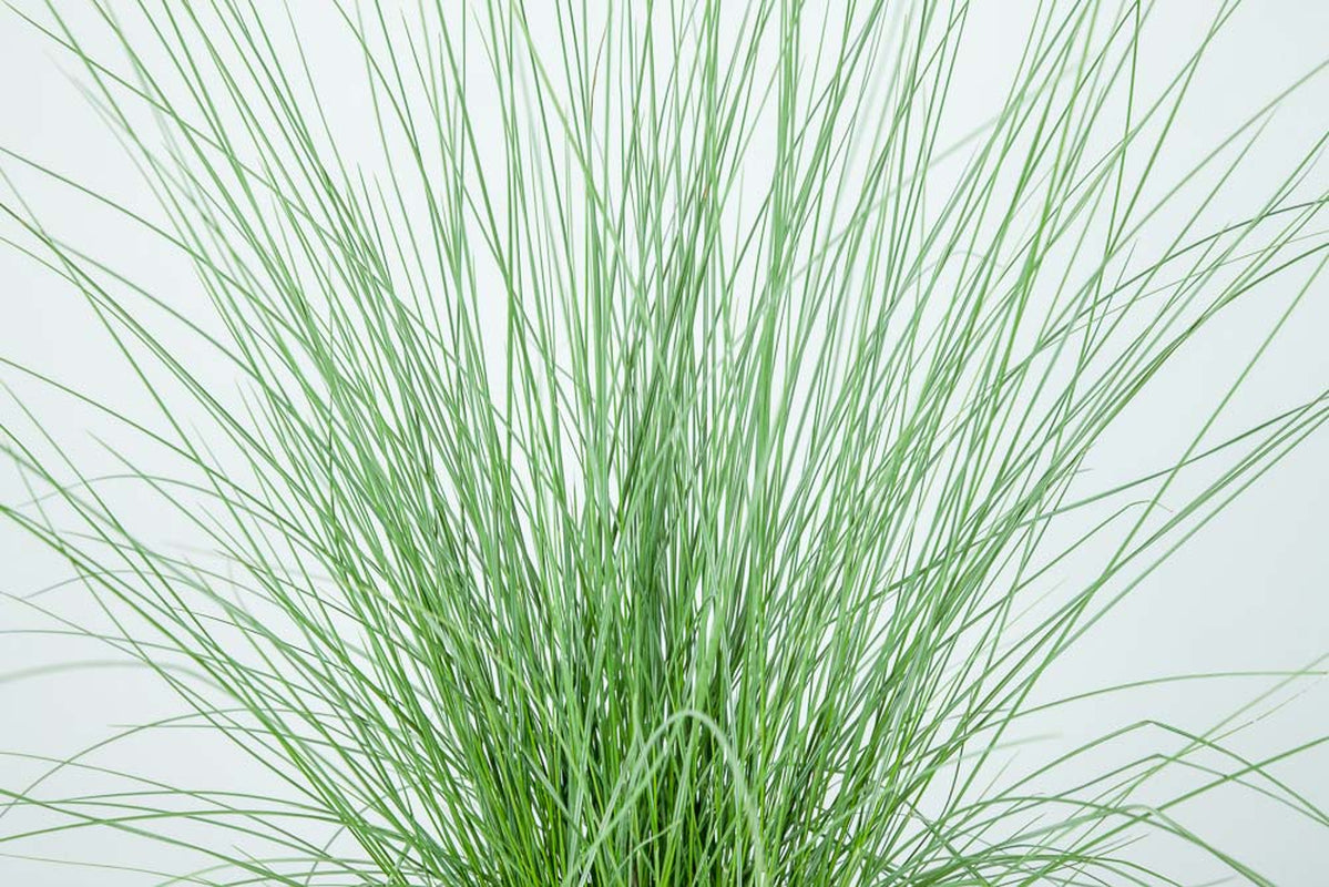 Dwarf Pink Muhly Grass Shrub