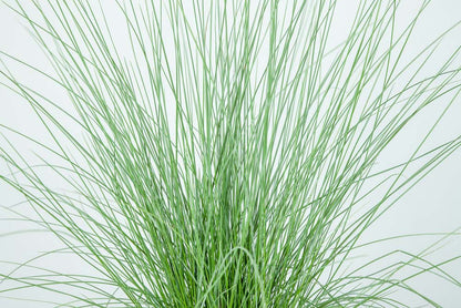 Dwarf Pink Muhly Grass Shrub