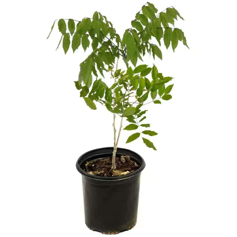 1 Gal. Wisteria Amethyst Falls Plant with Purple Flowers