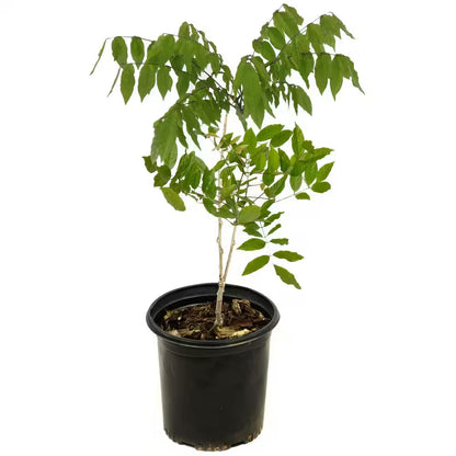 1 Gal. Wisteria Amethyst Falls Plant with Purple Flowers