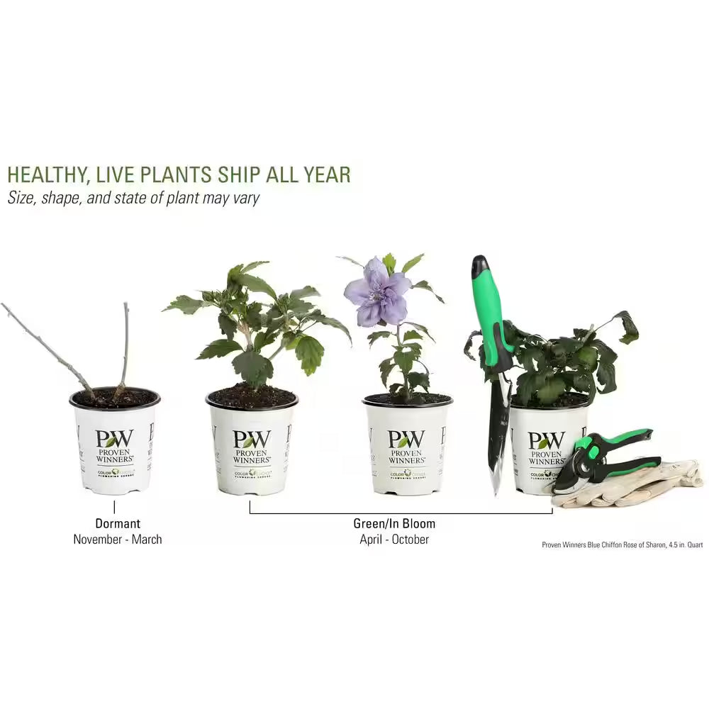 4.5 In. Qt. Blue Chiffon Rose of Sharon (Hibiscus) Live Shrub, Blue Flowers