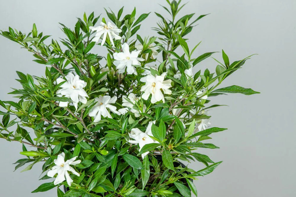 Frost Proof Gardenia Shrub
