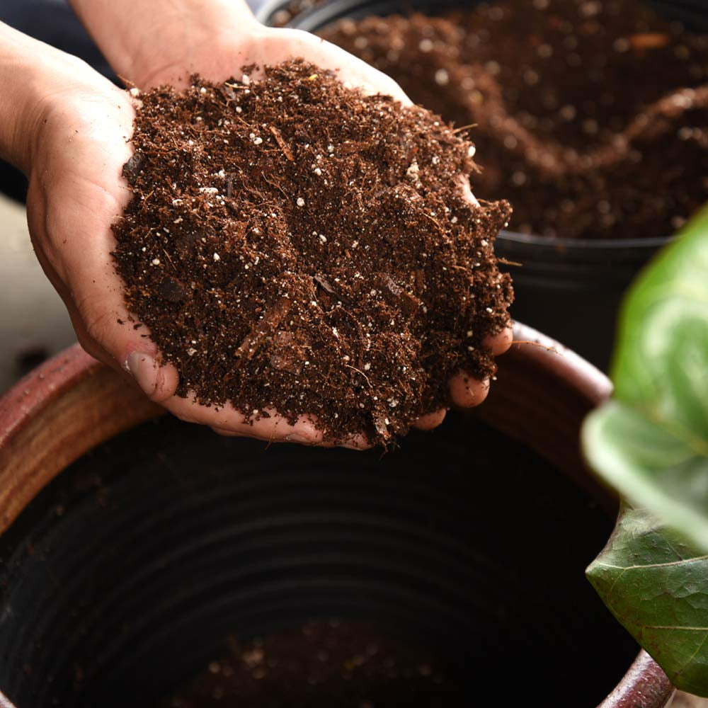 Fiddle Leaf Fig Soil