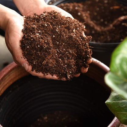 Fiddle Leaf Fig Soil