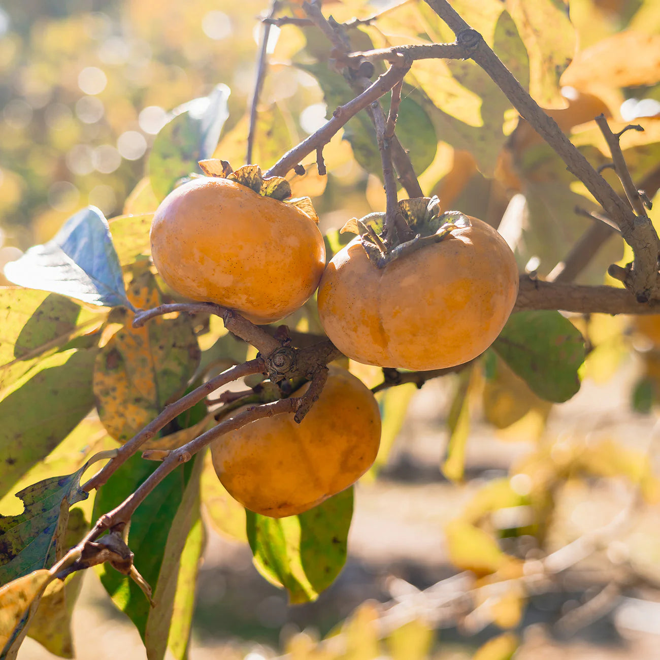 Hana Fuyu Persimmon Tree