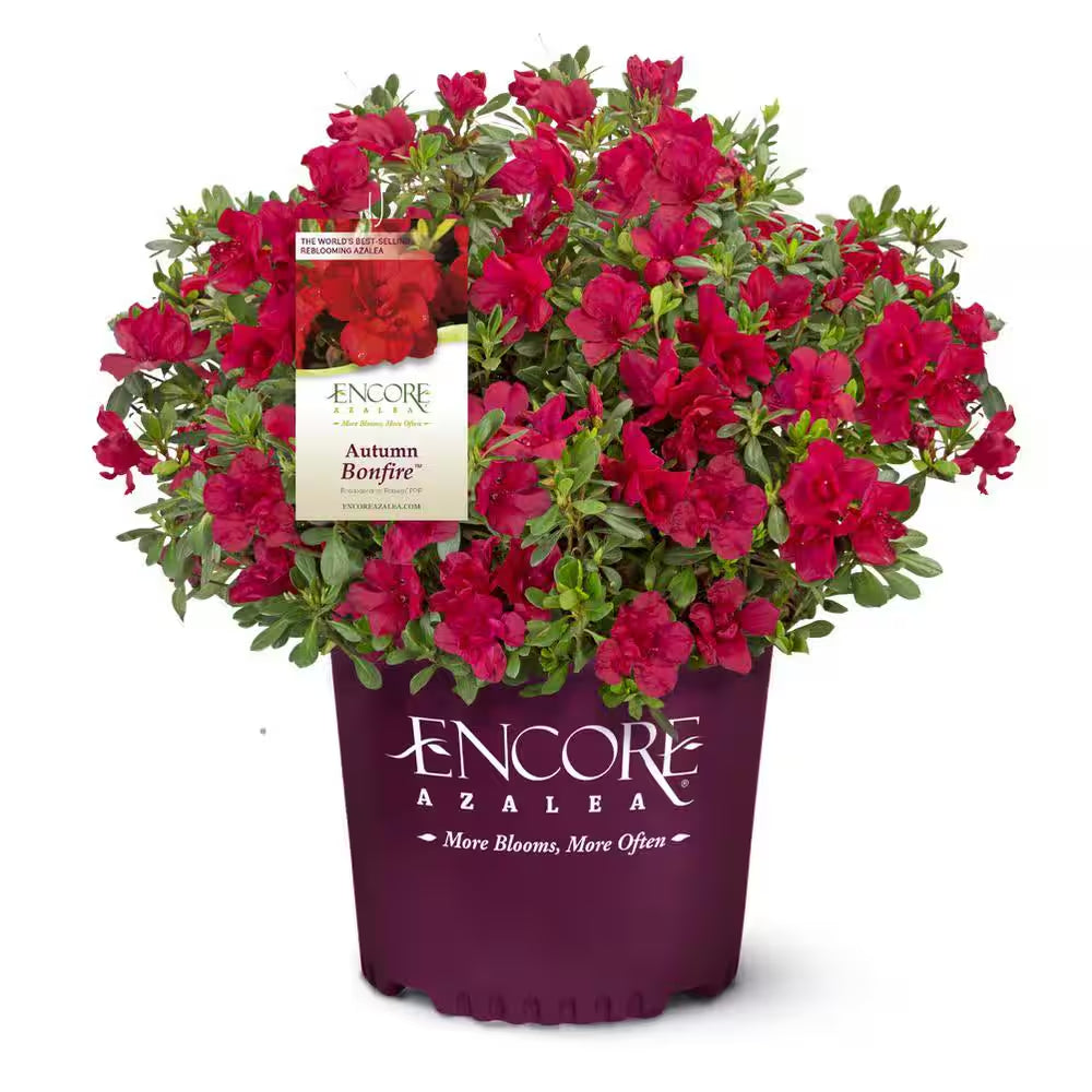 1 Gal. Autumn Bonfire Azalea Bush with Reblooming Red Flowers - Low-Maintenance Evergreen Shrub