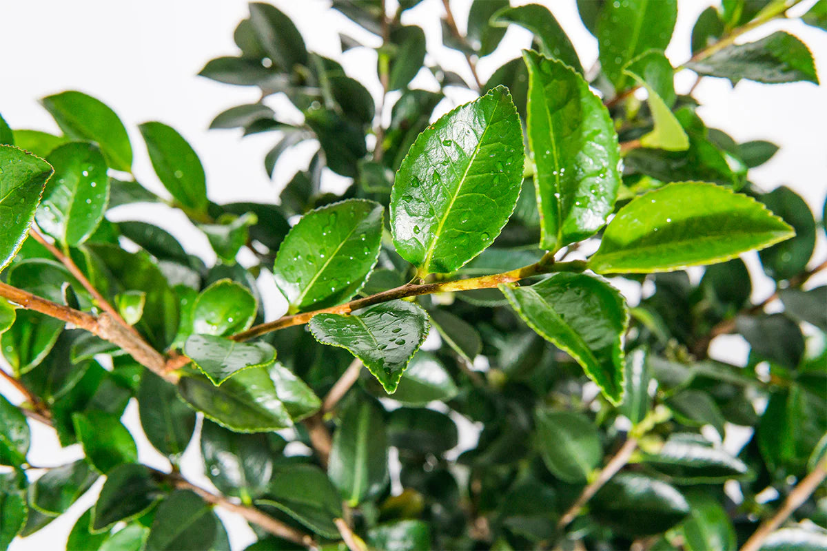 Shishi Gashira Camellia