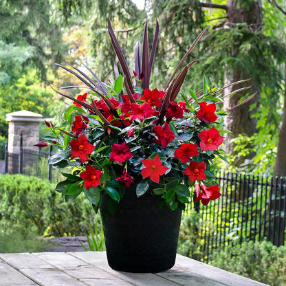 2.5 Gal. (#12) Dipladenia Flowering Annual Shrub with Assorted Colored Blooms