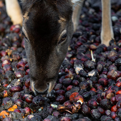 Hybrid American Chestnut Tree