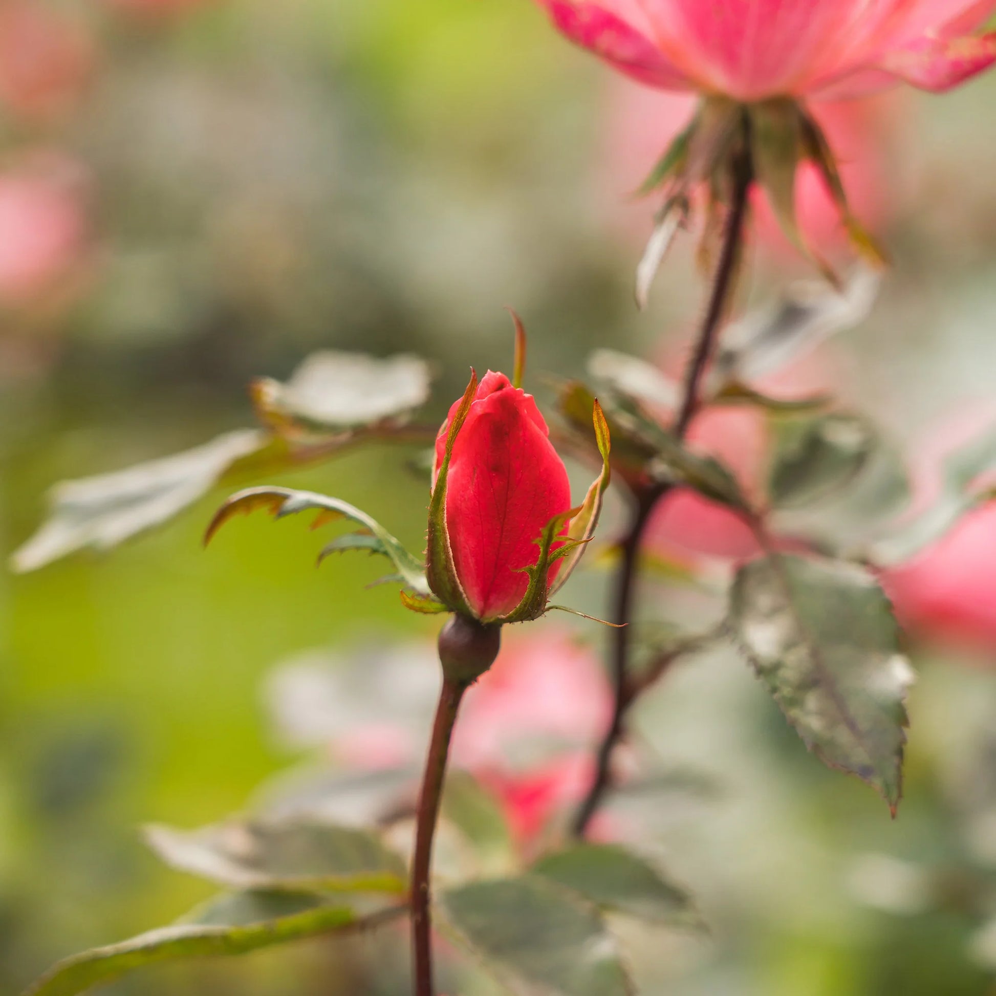 Pink Knock Out® Rose Bush