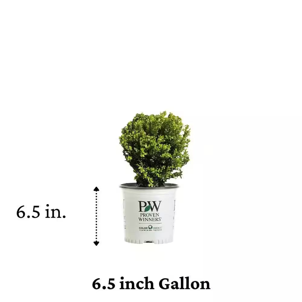 1 Gal. Sprinter Boxwood (Buxus) Live Evergreen Shrub, Green Foliage