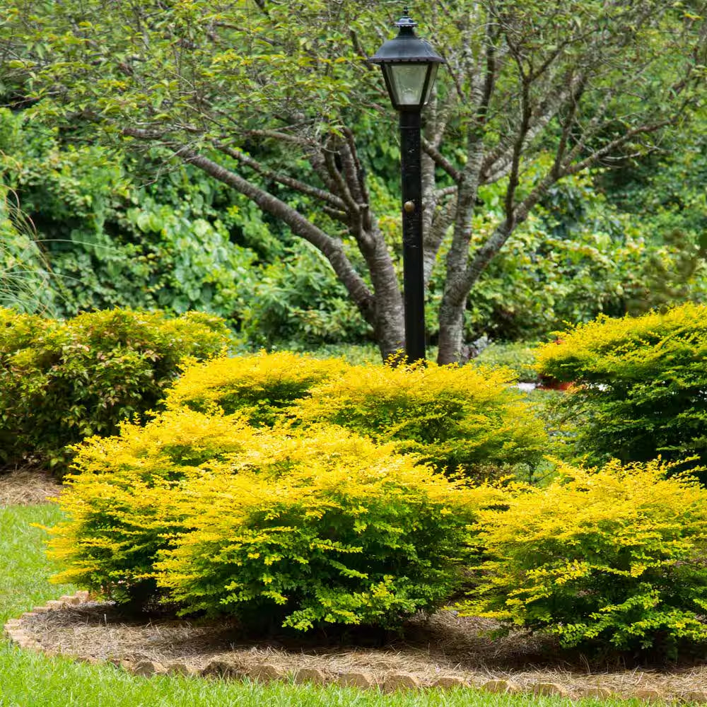 2 Gal. Sunshine Ligustrum Privet Shrub with Golden-Yellow Foliage