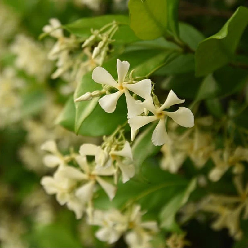 Star Jasmine Vine Shrub