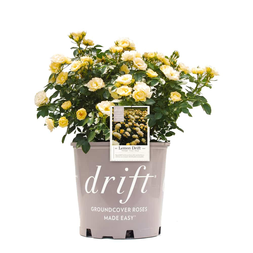 Lemon Drift® Rose Bush