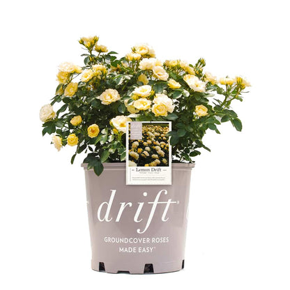 Lemon Drift® Rose Bush