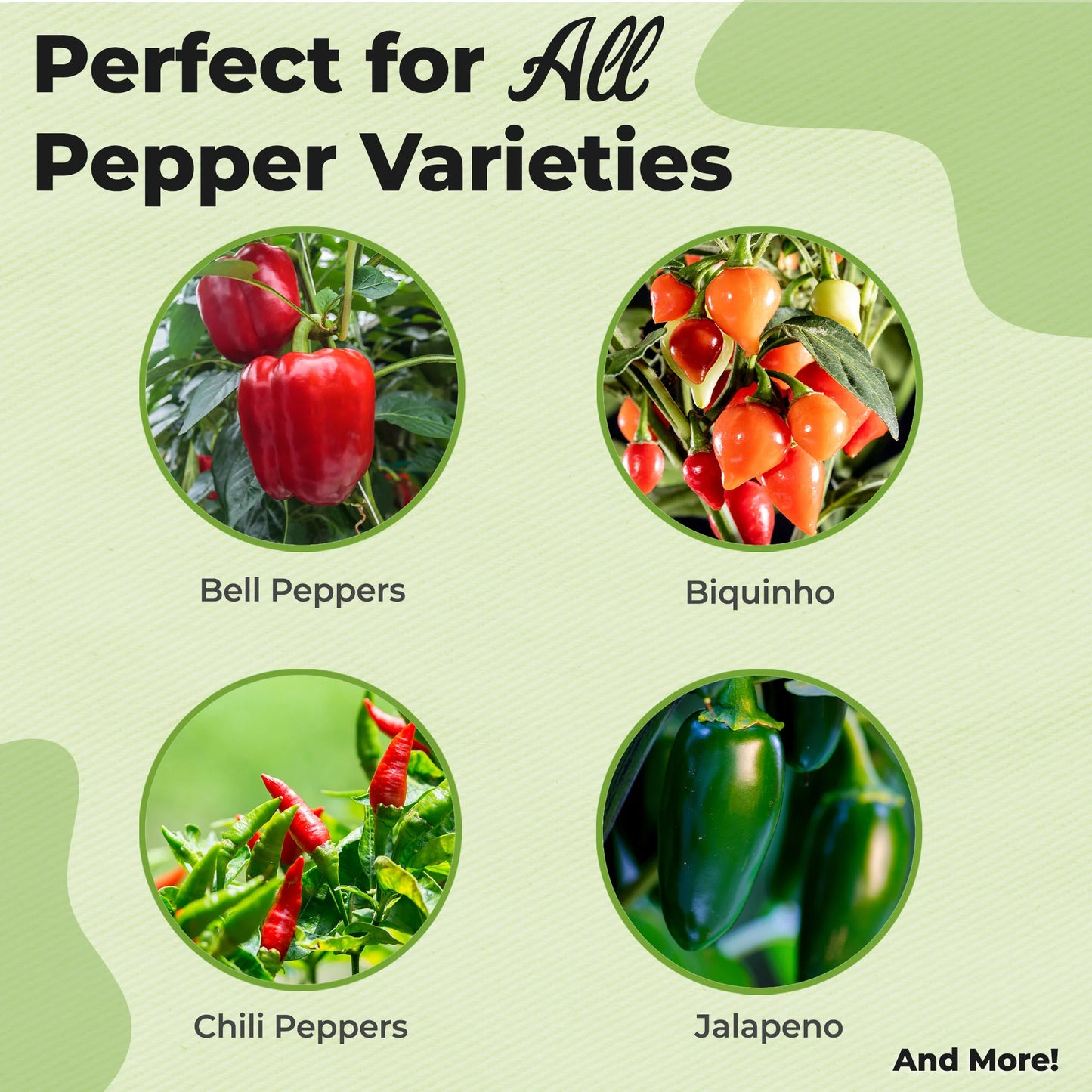 Pepper Plant Fertilizer Leaf Mist