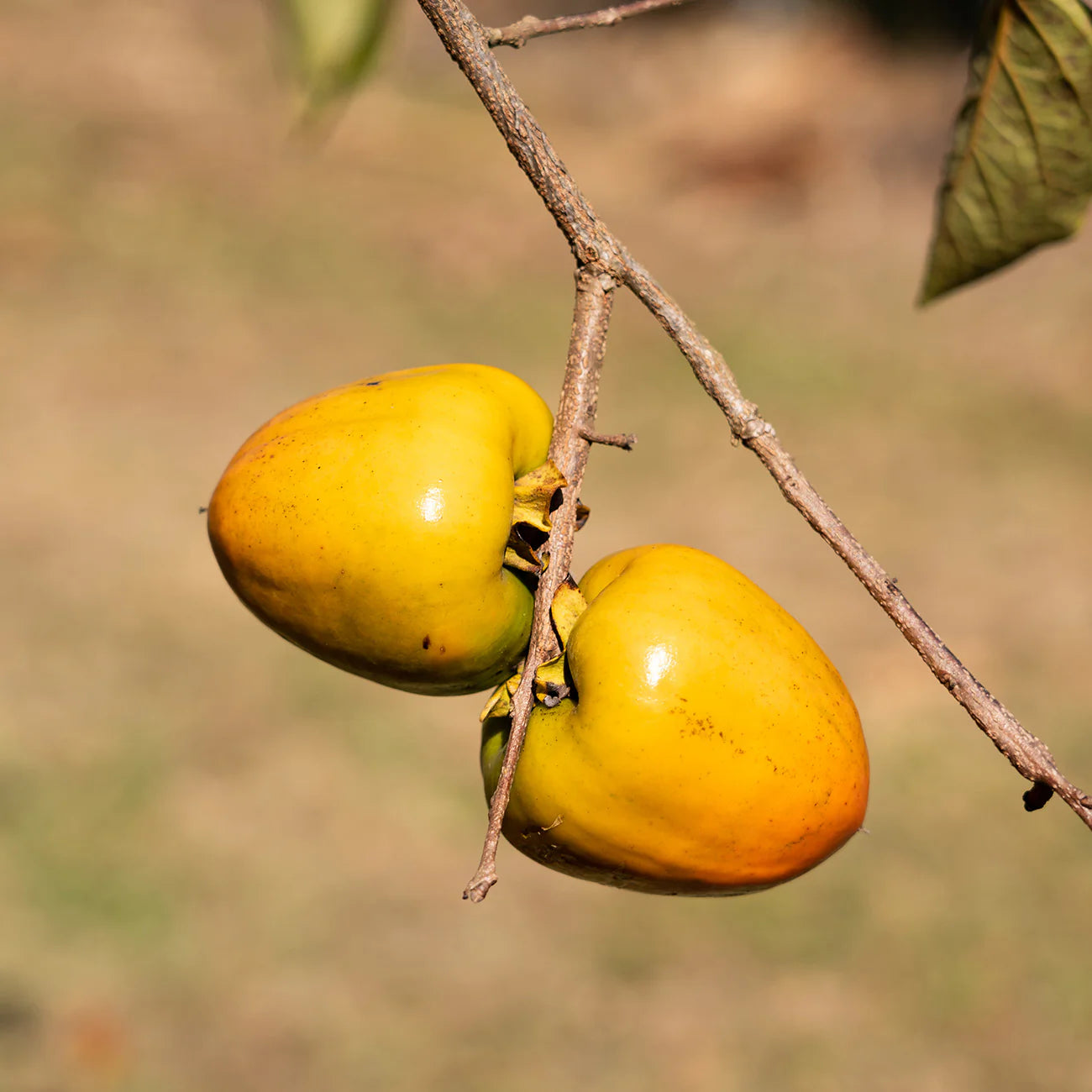 Hachiya Persimmon Tree