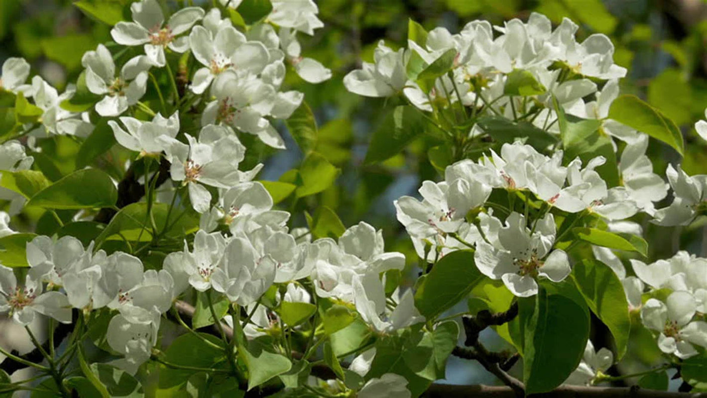 Granny Smith Apple Tree