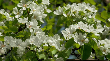 Granny Smith Apple Tree