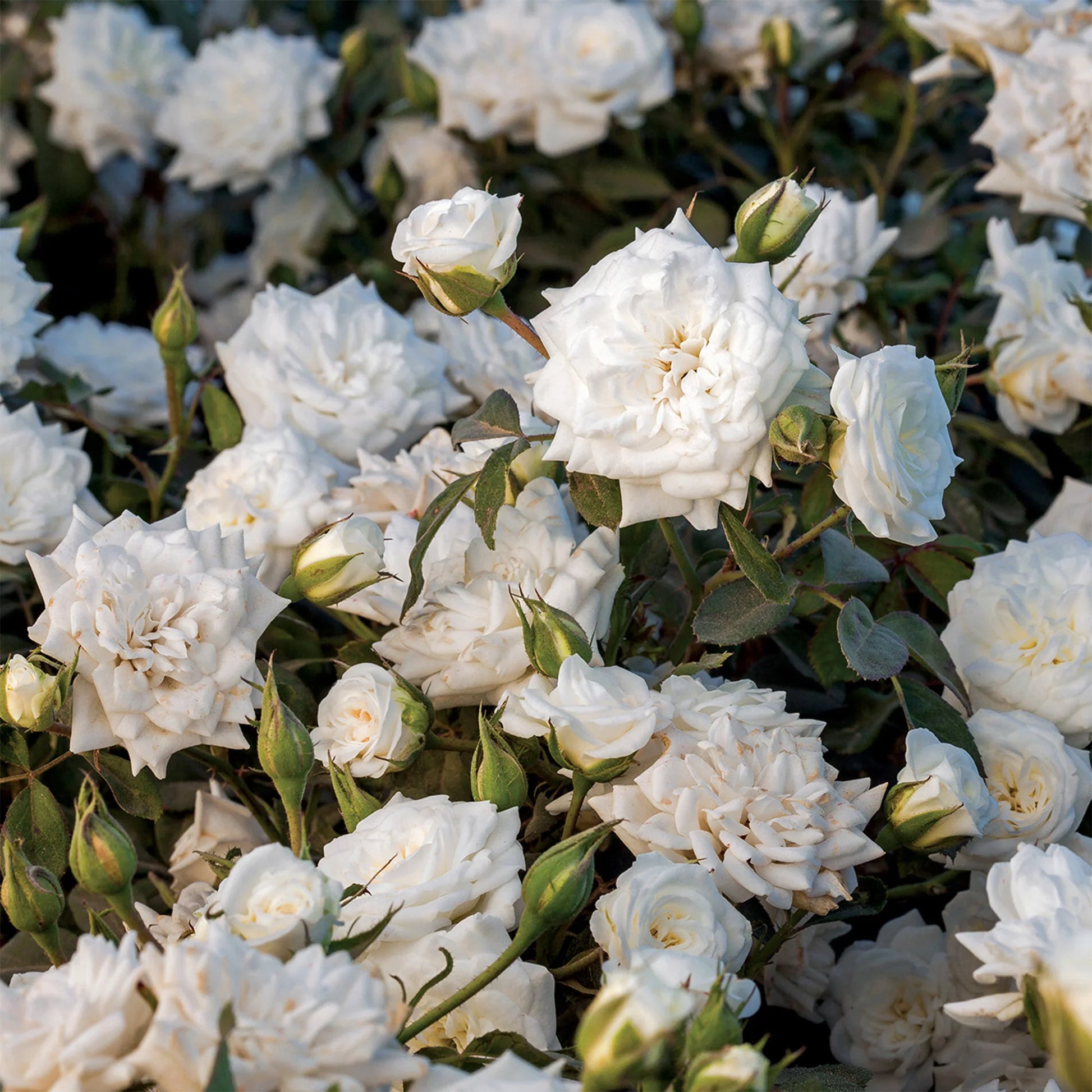 White Drift® Rose Tree