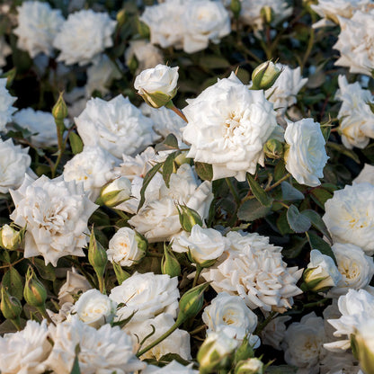 White Drift® Rose Tree