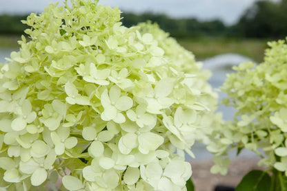 Limelight Hydrangea Bush