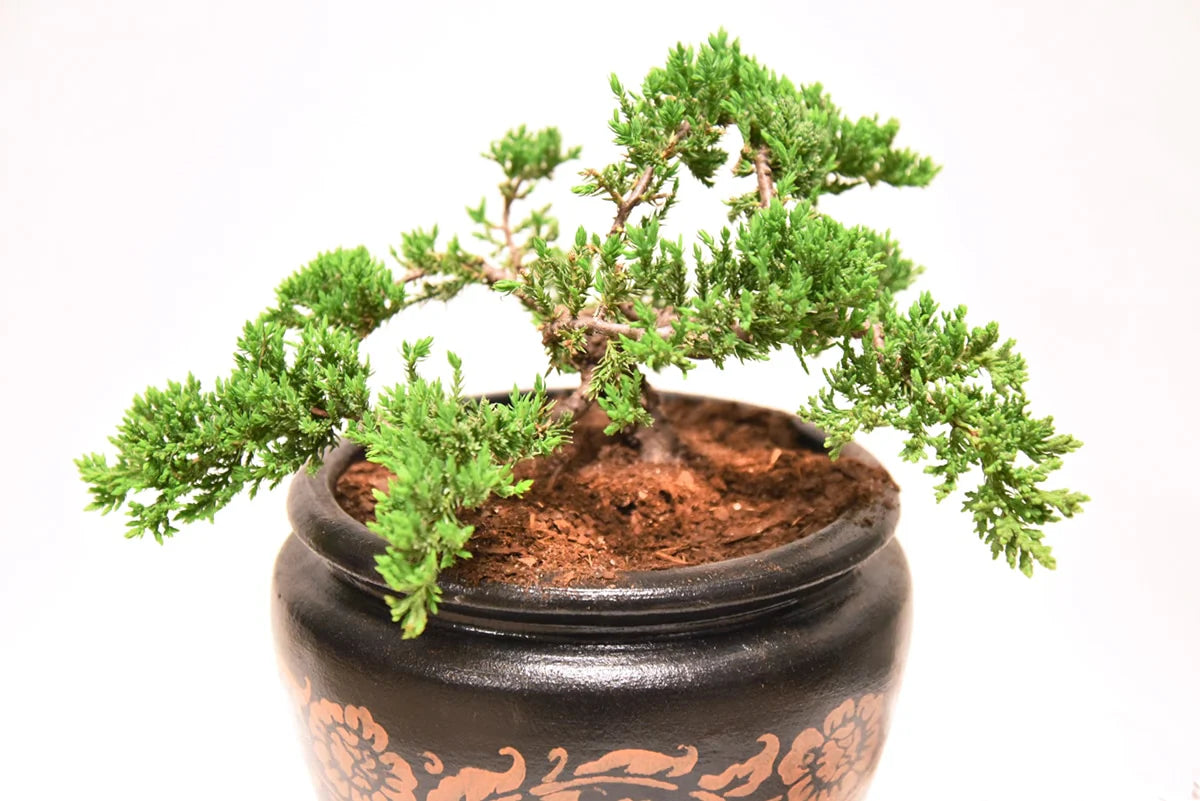 Bonsai Soil
