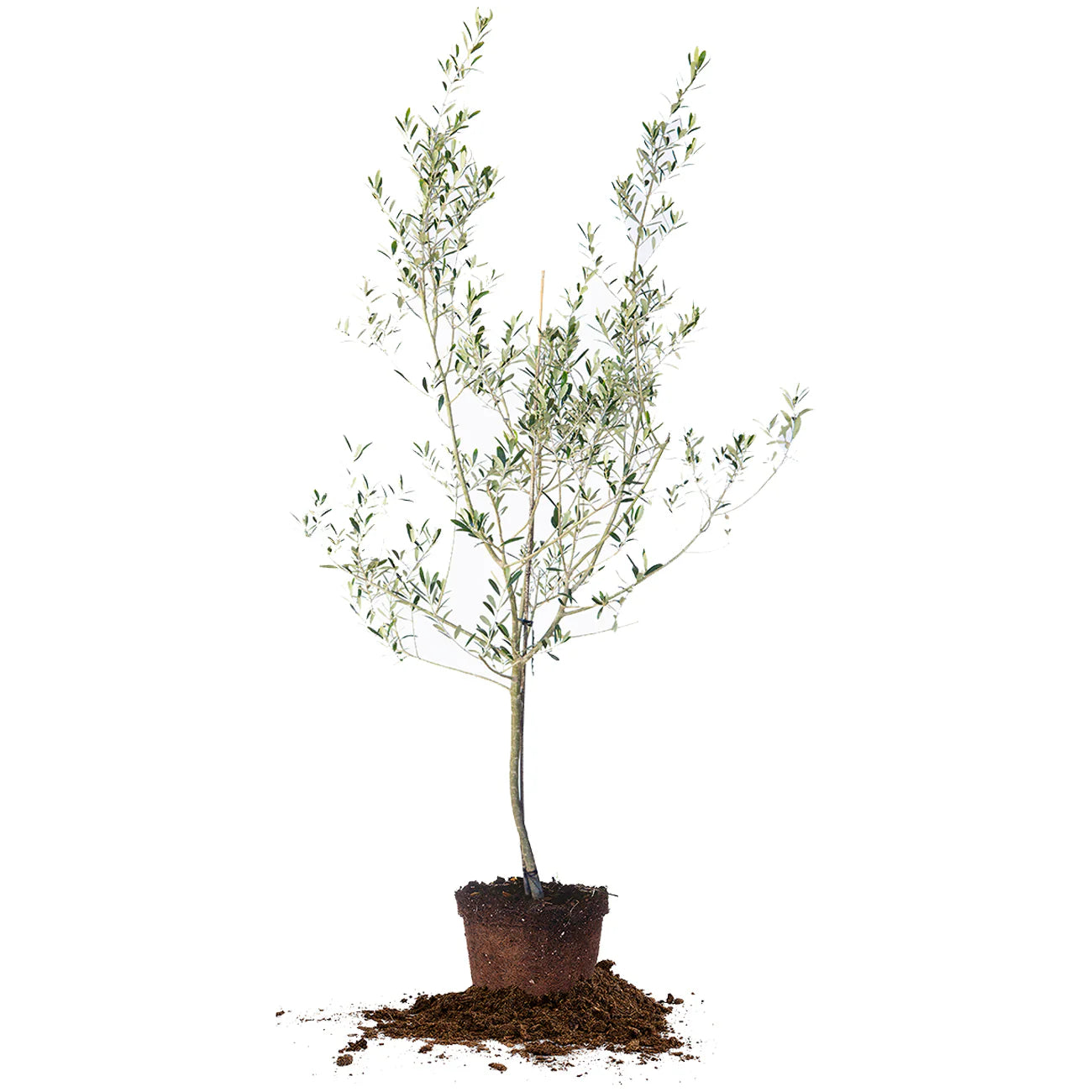 Arbequina Olive Tree