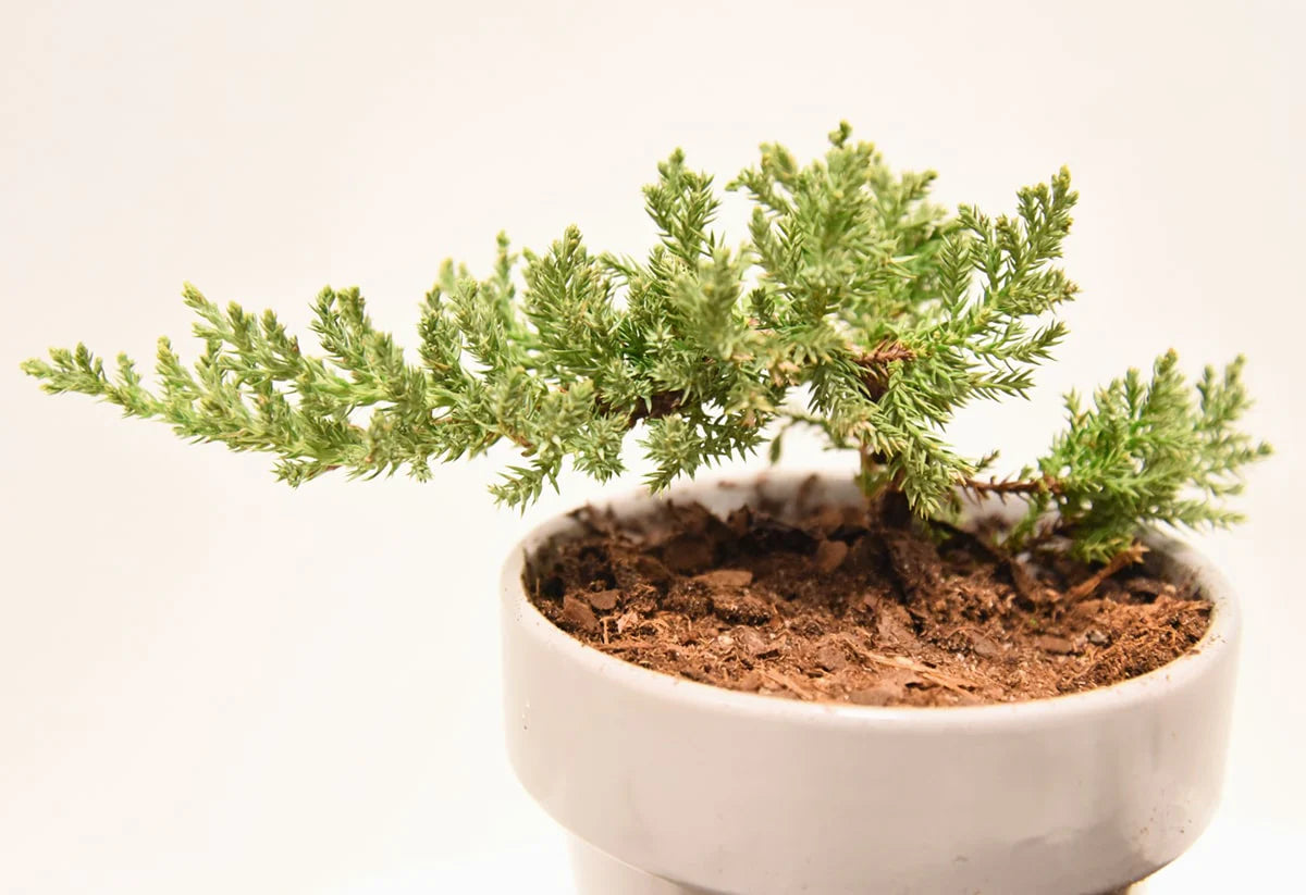 Bonsai Soil