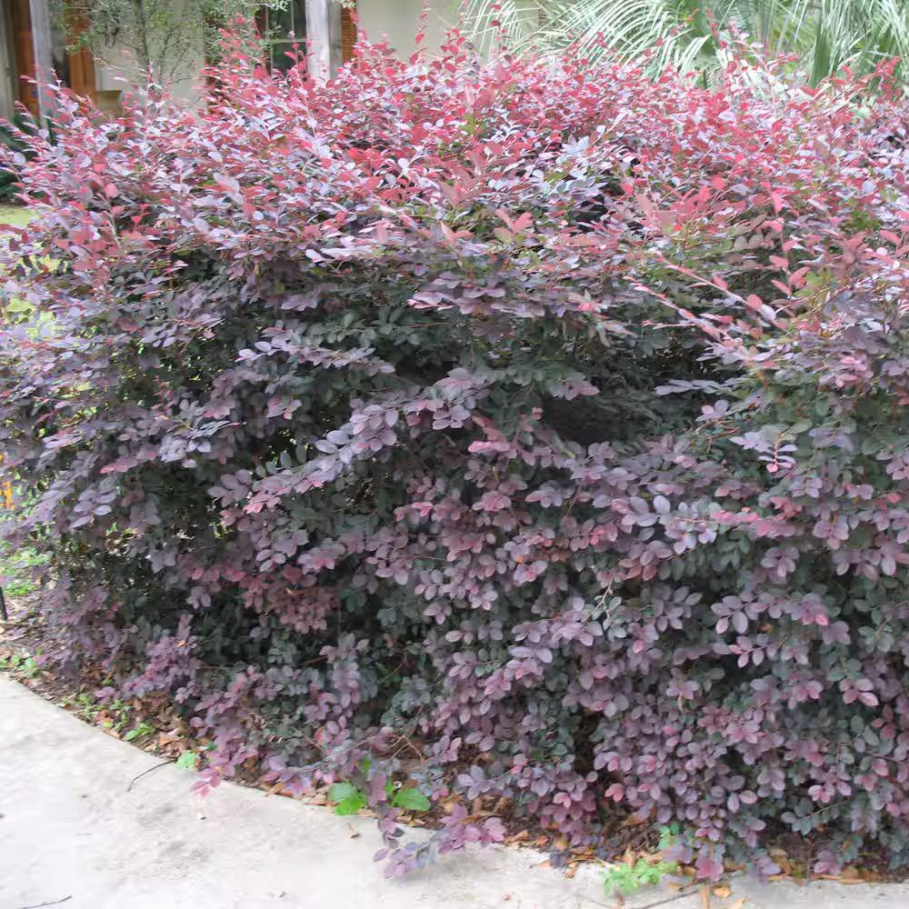 Ruby Loropetalum Shrub in 1 Gal. Grower'S Pot