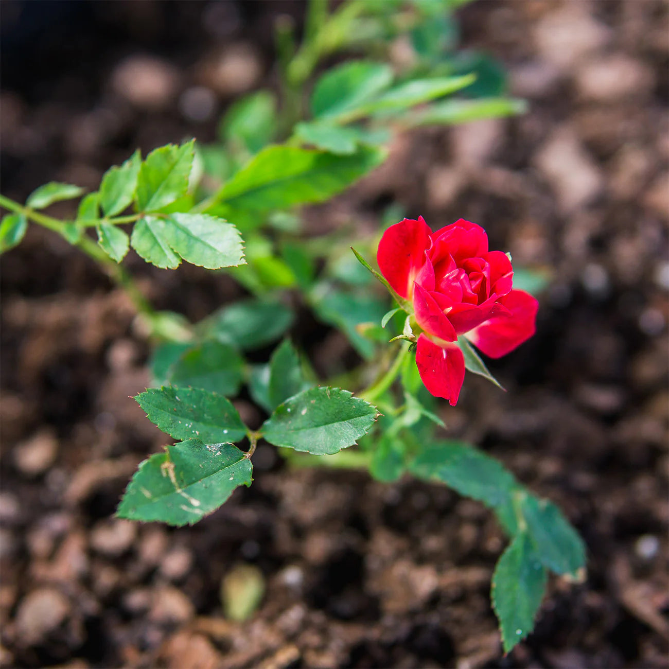 Red Drift® Rose Bush