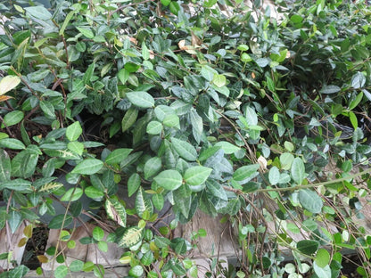 Asiatic Jasmine Shrub