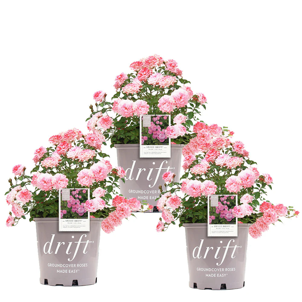 Sweet Drift® Rose Bush