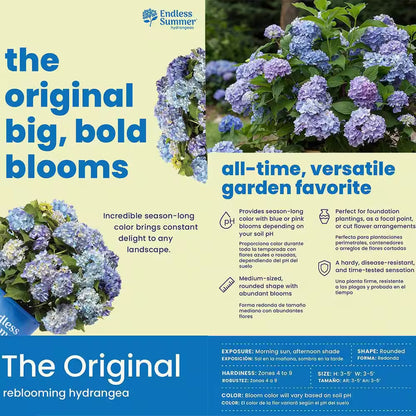 1 Gal. the Original Reblooming Hydrangea Flowering Shrub with Pink or Blue Flowers