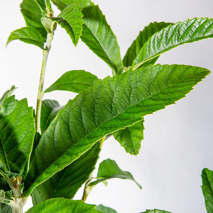 Japanese Loquat Tree