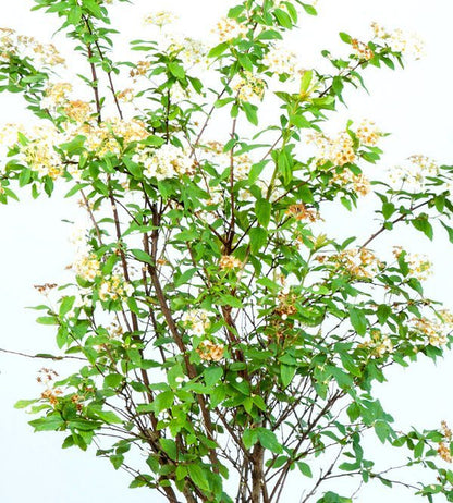 Bridal Wreath Spirea Shrub