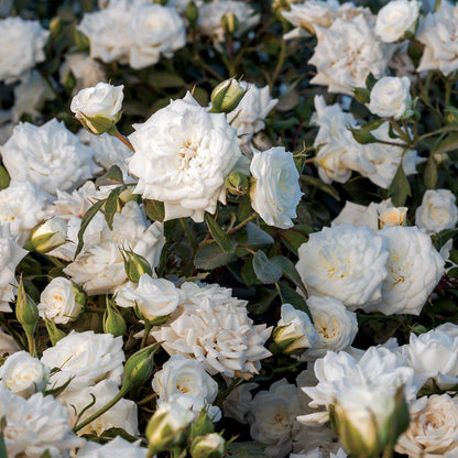 White Drift® Rose Bush