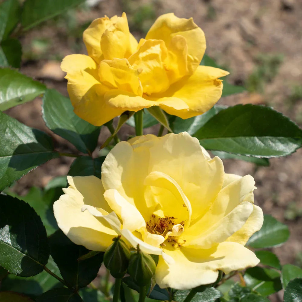 Easy Bee-Zy Knock Out® Rose Bush