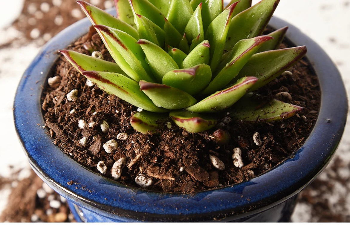 Succulent & Cactus Soil