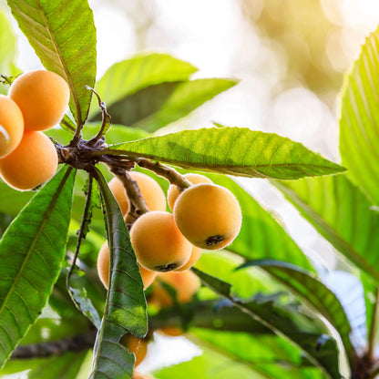 Japanese Loquat Tree
