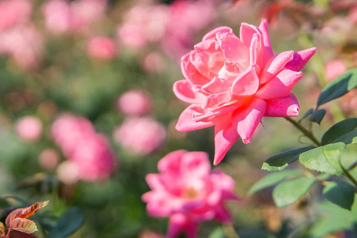 Double Pink Knock Out® Rose Tree