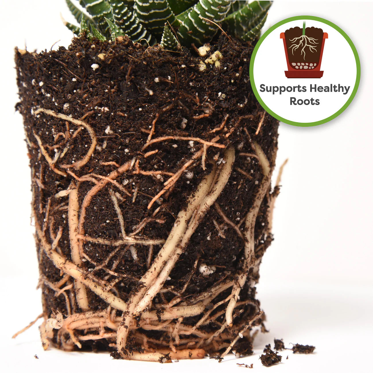 Indoor Plant Soil Mix