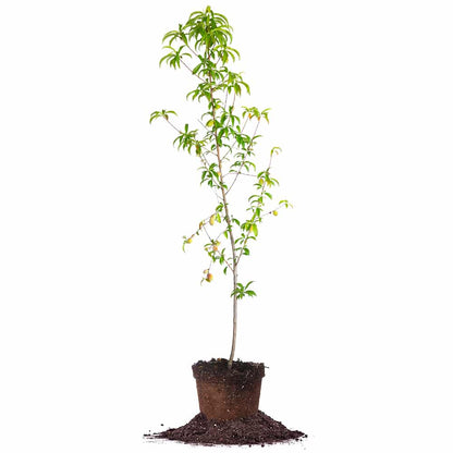 Belle of Georgia Peach Tree