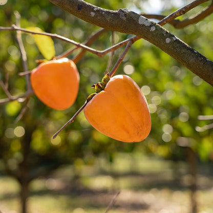 Giombo Persimmon Tree