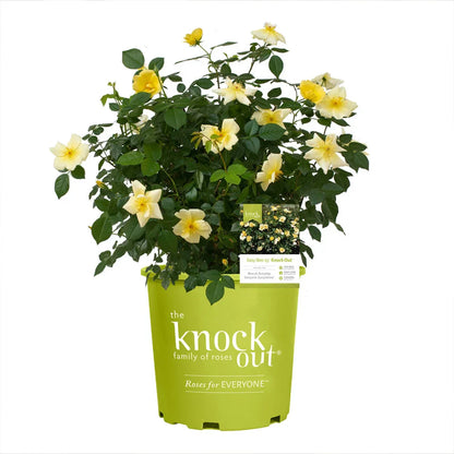 Easy Bee-Zy Knock Out® Rose Bush